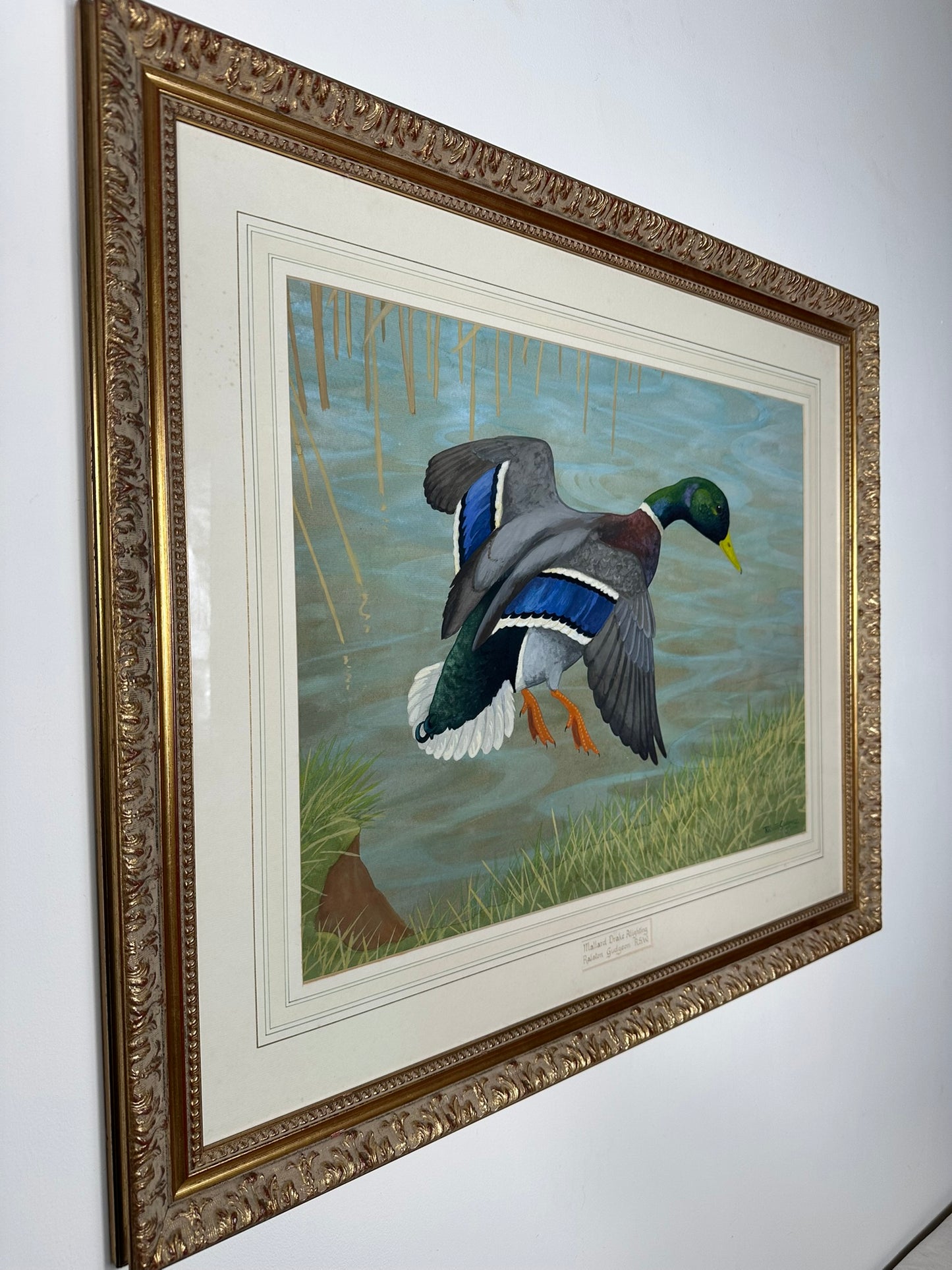 Ralston Gudgeon RSW Scottish - Mallard Duck Large Original Watercolour 60x45cm