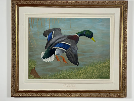 Ralston Gudgeon RSW Scottish - Mallard Duck Large Original Watercolour 60x45cm