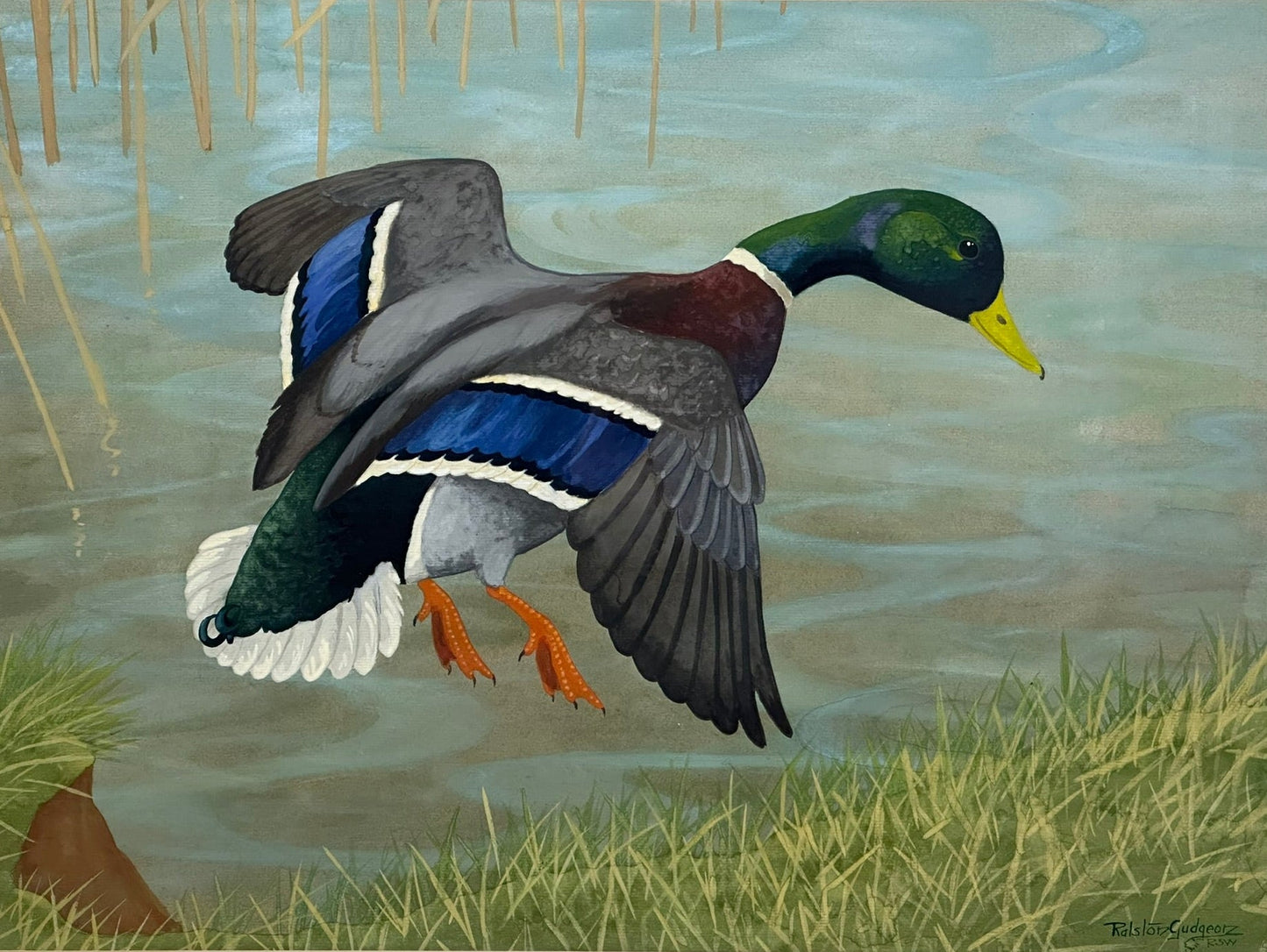Ralston Gudgeon RSW Scottish - Mallard Duck Large Original Watercolour 60x45cm