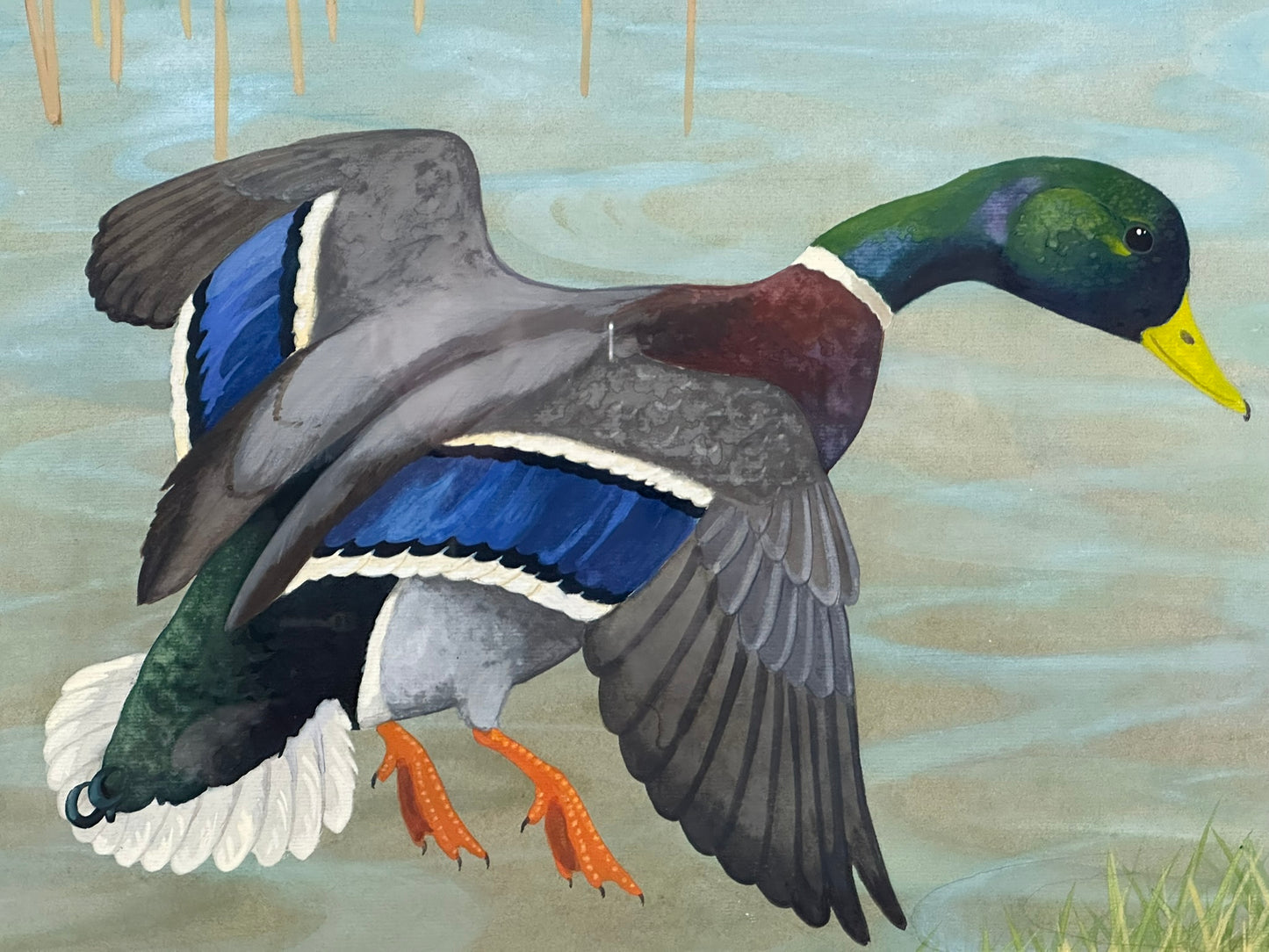 Ralston Gudgeon RSW Scottish - Mallard Duck Large Original Watercolour 60x45cm